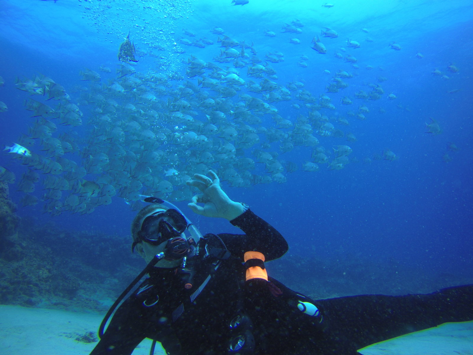 Atlantic Spadefish Divers Male 1