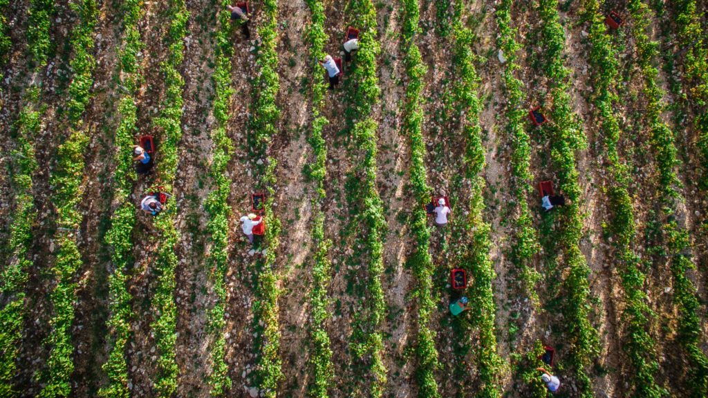 Picking grapes in a Vineyward in the Komarna region of Croatia Wine