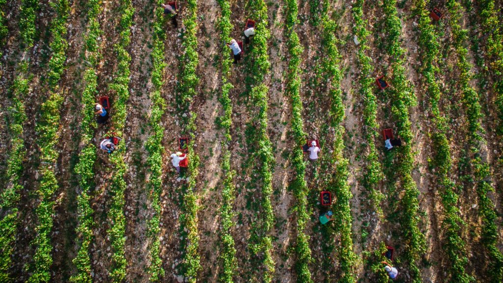 Picking grapes in a Vineyward in the Komarna region of Croatia Wine