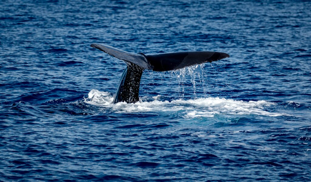Whale Dominica Yacht Charters