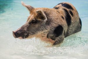 The Swimming pigs in the Exumas. Bahamas Yacht Charter Destinations